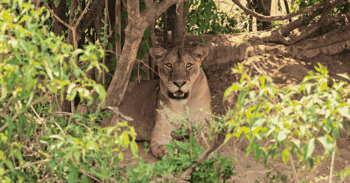 lion in the trees in uganda on a backpacking and hiking trip epic trails eric hanson