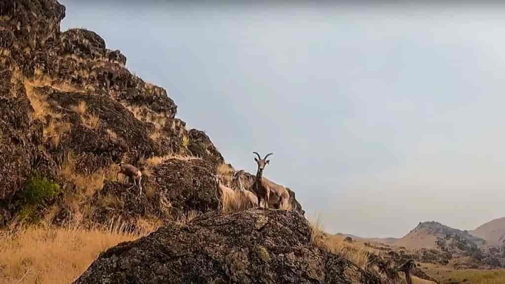 best family adventure vacations includes wildlife: Goats are a mainstay in the canyons of America!