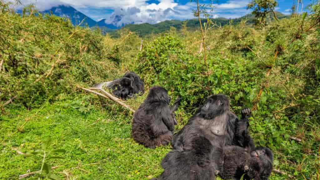 We were able to hang out with a whole family of Gorillas!